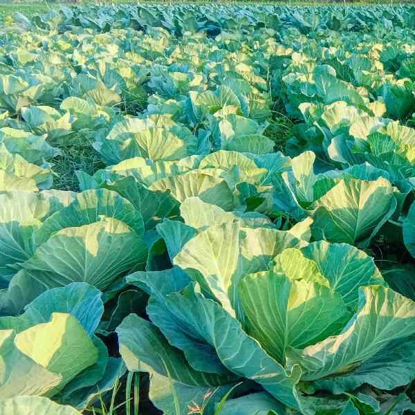 AcquaGarden Cabbage 'Stonehead Round’