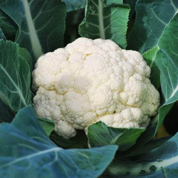 AcquaGarden Cauliflower 'Seoul'