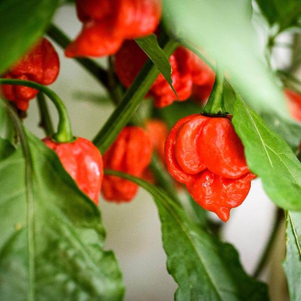 AcquaGarden Chilli 'Carolina Reaper'