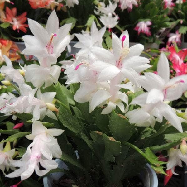 AcquaGarden Christmas Cactus White 'Malissa Dancer'