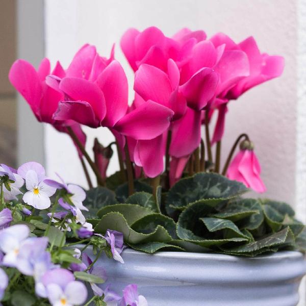 AcquaGarden Cyclamen 'Pink'