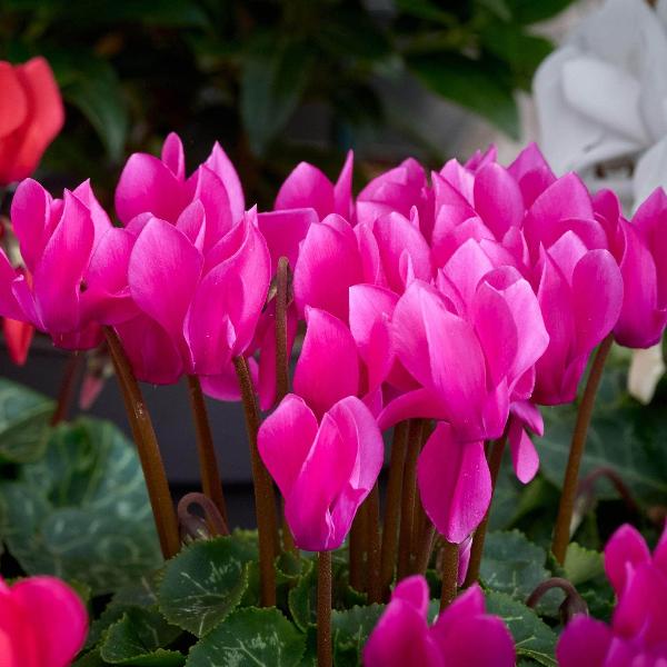 AcquaGarden Cyclamen 'Pink'