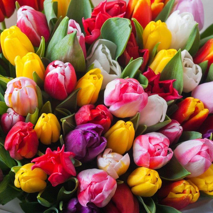 AcquaGarden Flowers Tulips 'Mixed'