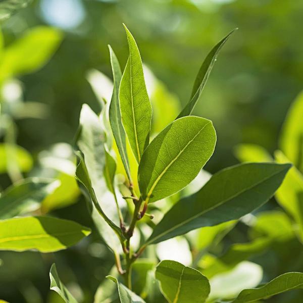 AcquaGarden Kitchen Bay Leaf