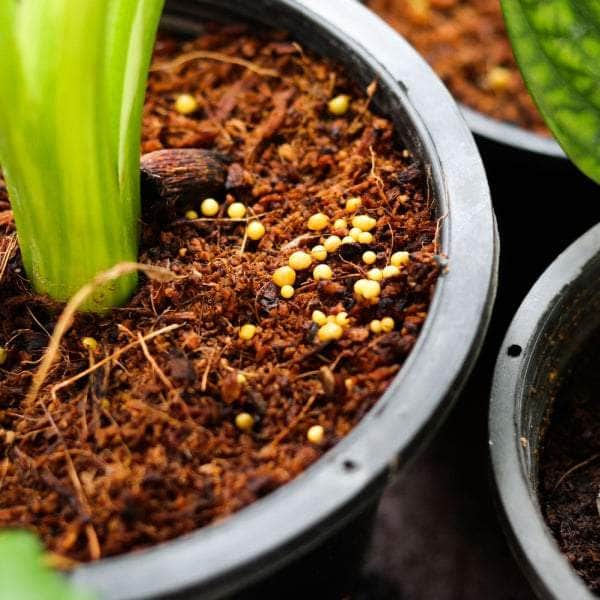 AcquaGarden Osmocote Professional Slow Release Fertiliser