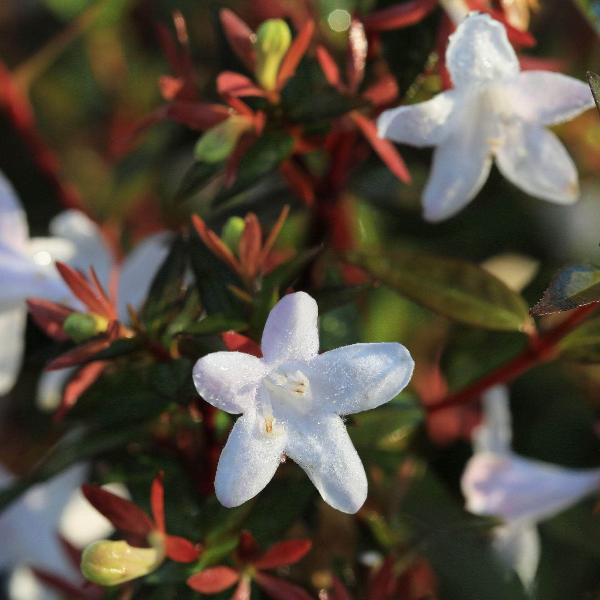 AcquaGarden Outdoor Plants Abelia 'Prostrata'