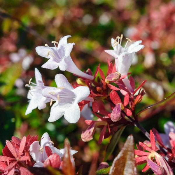 AcquaGarden Outdoor Plants Abelia 'Prostrata'
