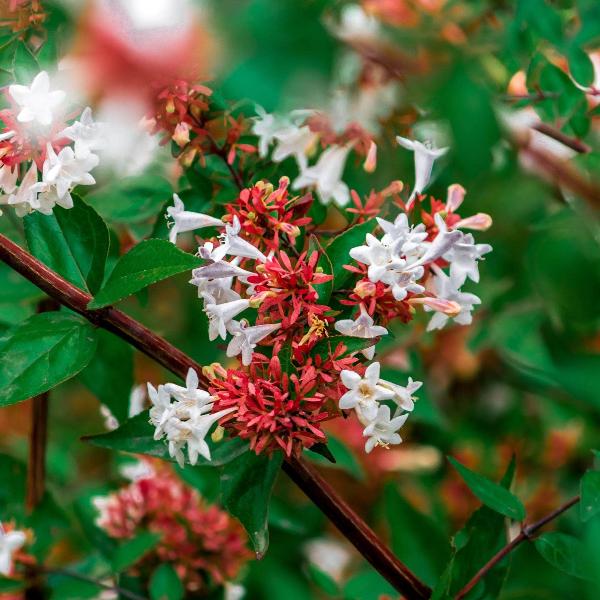 Abelia Grandiflora Prostrata Low Growing Fragrant Shrub AcquaGarden abelia-grandiflora-prostrata-low-growing-fragrant-shrub-acquagarden