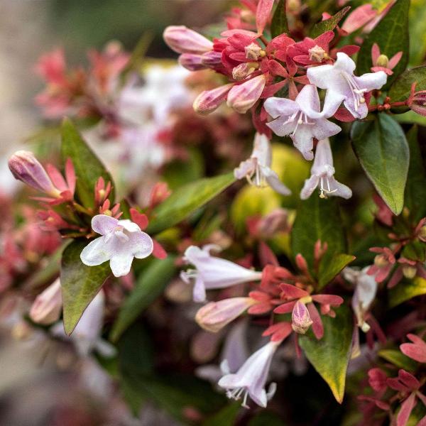 AcquaGarden Outdoor Plants Abelia 'Prostrata'