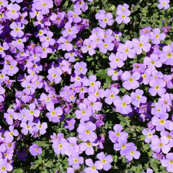 AcquaGarden Outdoor Plants Aubretia 'Lilac'