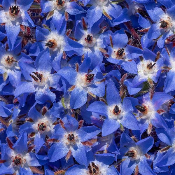 AcquaGarden Outdoor Plants Borage