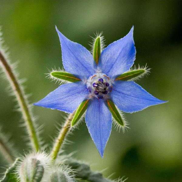 AcquaGarden Outdoor Plants Borage