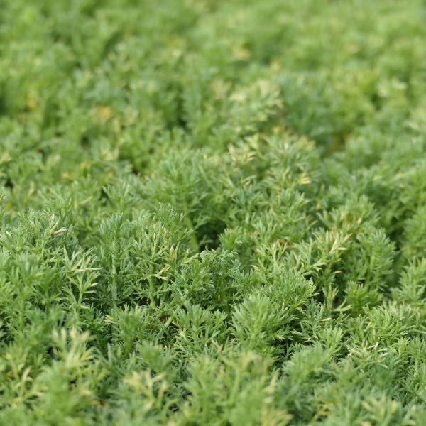 AcquaGarden Outdoor Plants Chamomile 'Lawn'