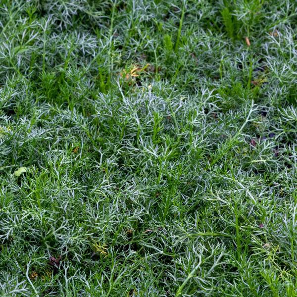 AcquaGarden Outdoor Plants Chamomile 'Lawn'