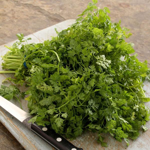 AcquaGarden Outdoor Plants Chervil