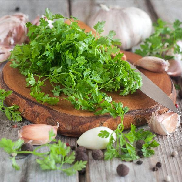 AcquaGarden Outdoor Plants Chervil