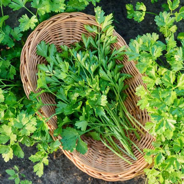 AcquaGarden Outdoor Plants French Parsley