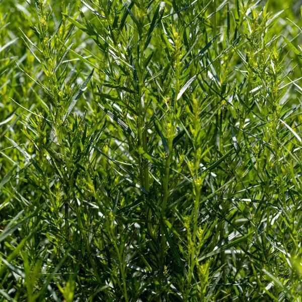 AcquaGarden Outdoor Plants French Tarragon
