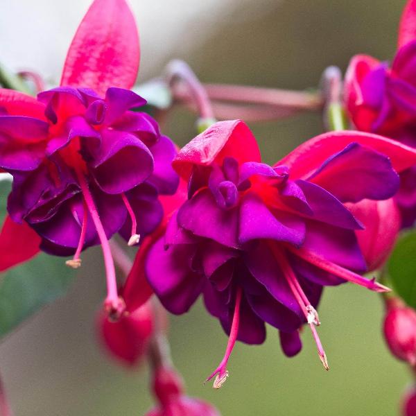 AcquaGarden Outdoor Plants Fuchsia 'Dollar Princess'