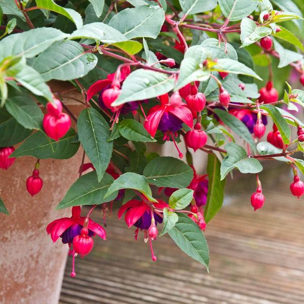 AcquaGarden Outdoor Plants Fuchsia 'Dollar Princess'