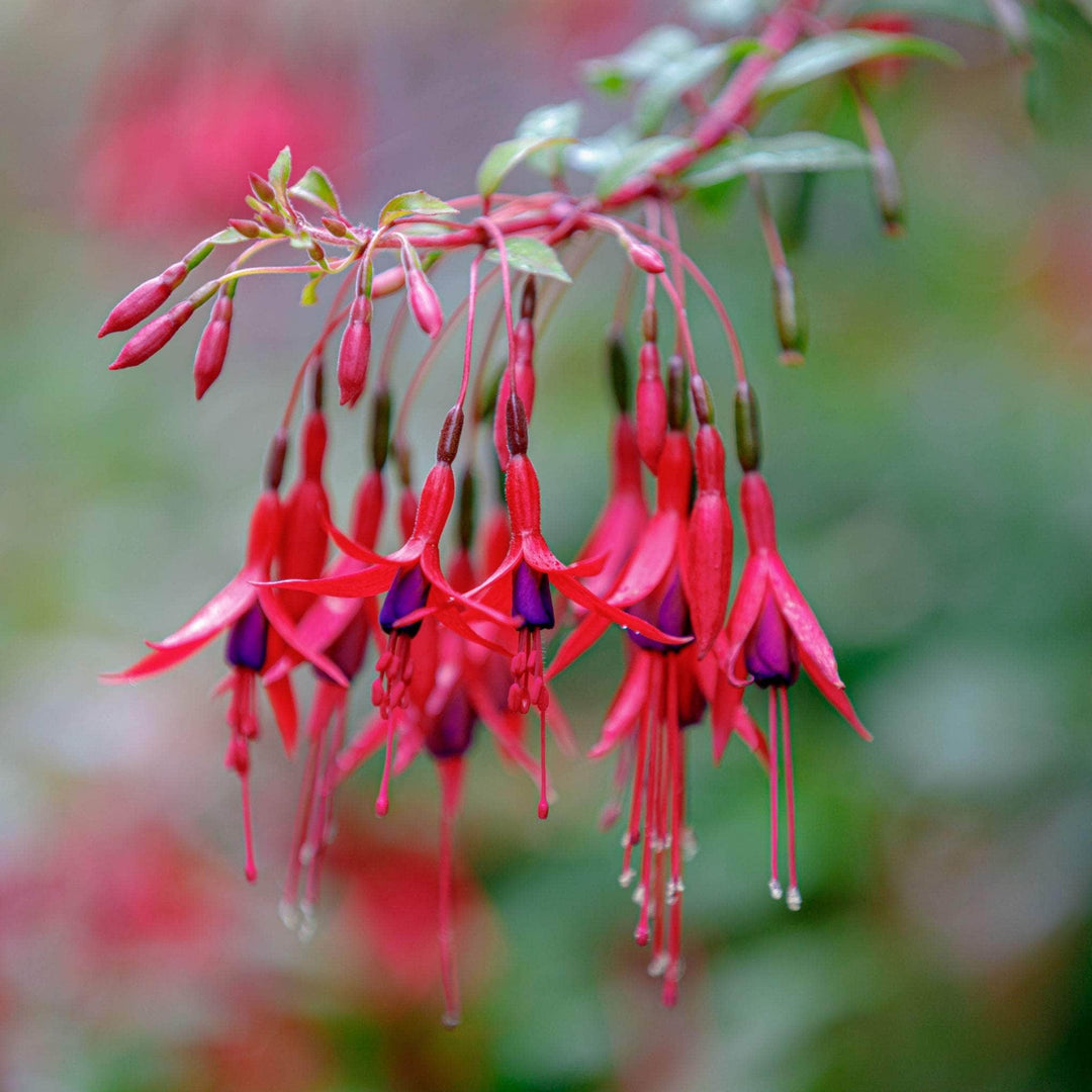 AcquaGarden Outdoor Plants Fuchsia 'Genii'