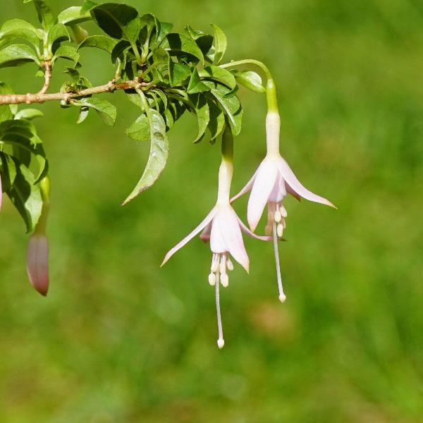 AcquaGarden Outdoor Plants Fuchsia 'Hawkshead'