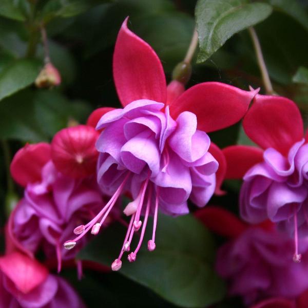 AcquaGarden Outdoor Plants Fuchsia 'Heidi Anne'