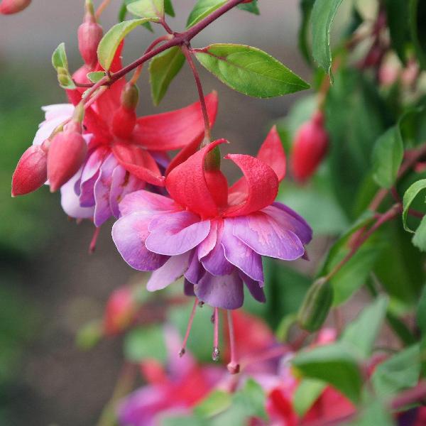AcquaGarden Outdoor Plants Fuchsia 'Heidi Anne'