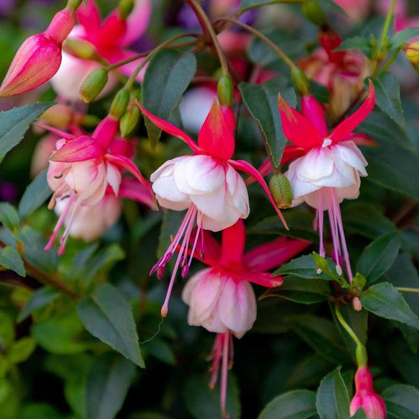 AcquaGarden Outdoor Plants Fuchsia 'Snowcap'