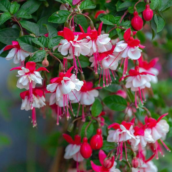 AcquaGarden Outdoor Plants Fuchsia 'Snowcap'