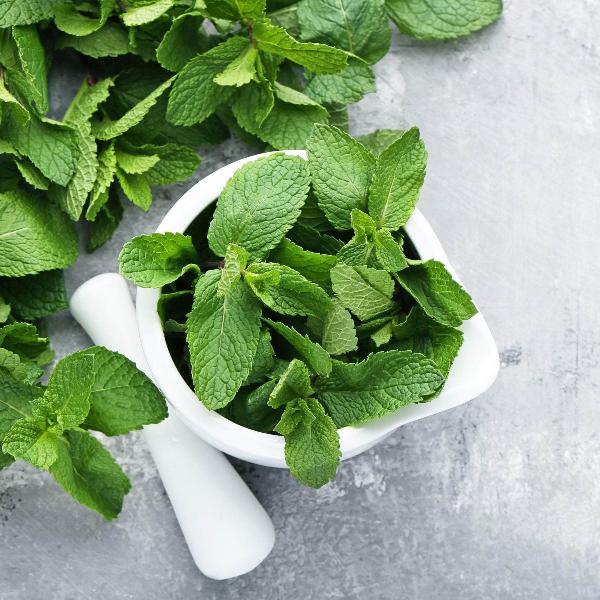 AcquaGarden Outdoor Plants Garden Mint