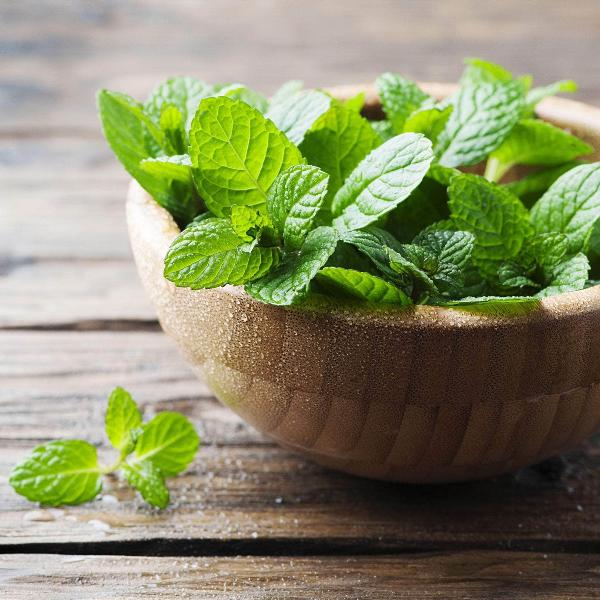 AcquaGarden Outdoor Plants Garden Mint