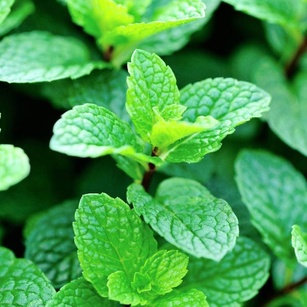 AcquaGarden Outdoor Plants Garden Mint