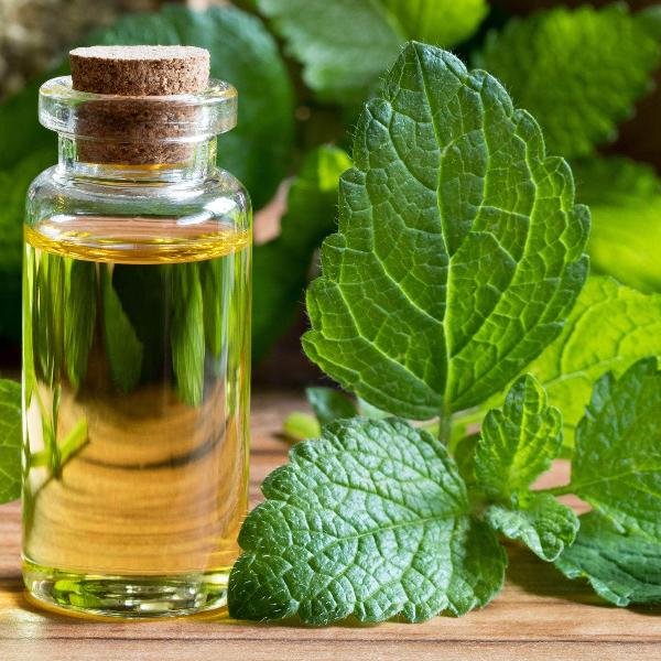 AcquaGarden Outdoor Plants Garden Mint