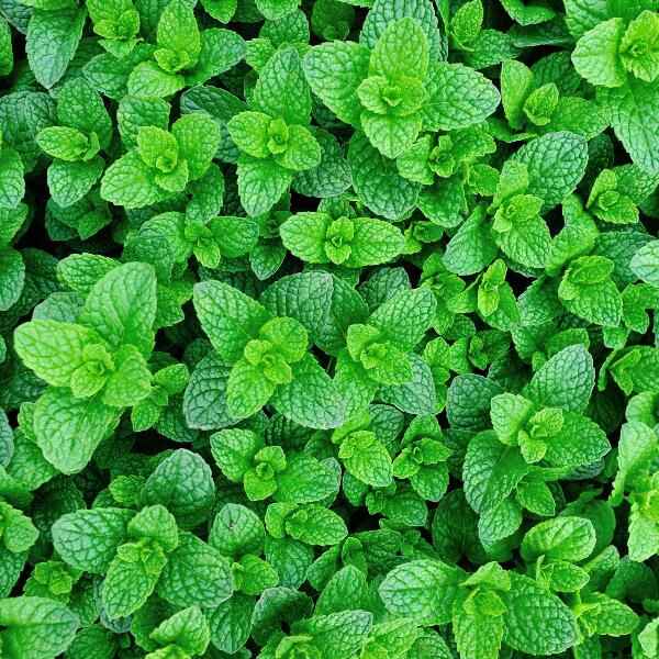 AcquaGarden Outdoor Plants Garden Mint