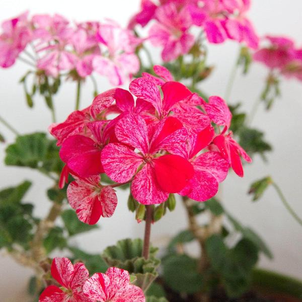 AcquaGarden Outdoor Plants Geranium 'Raspberry Ripple'