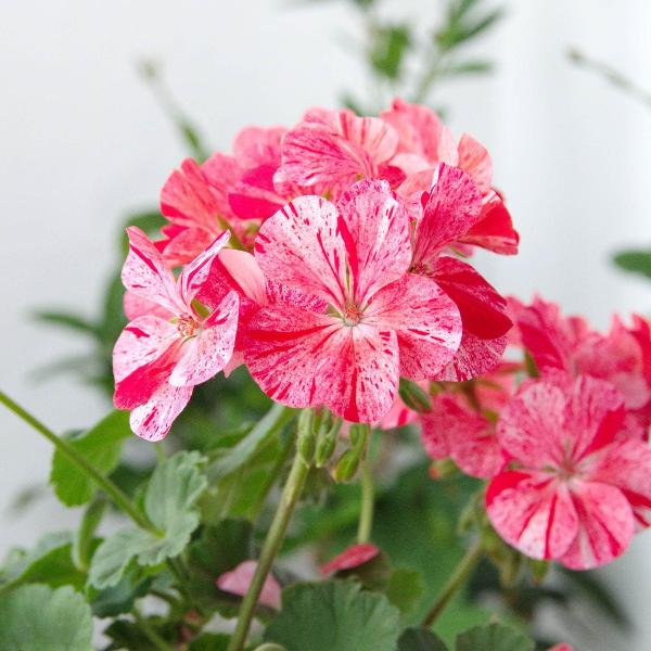 AcquaGarden Outdoor Plants Geranium 'Raspberry Ripple'