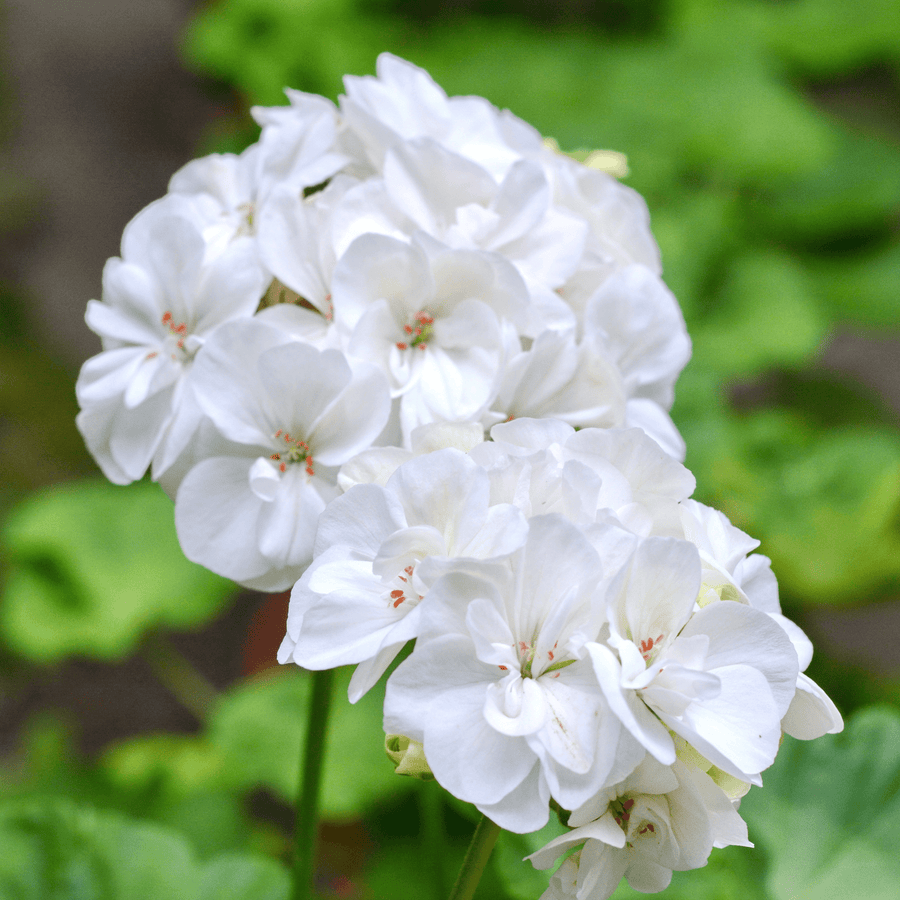 AcquaGarden Outdoor Plants Geranium 'White'