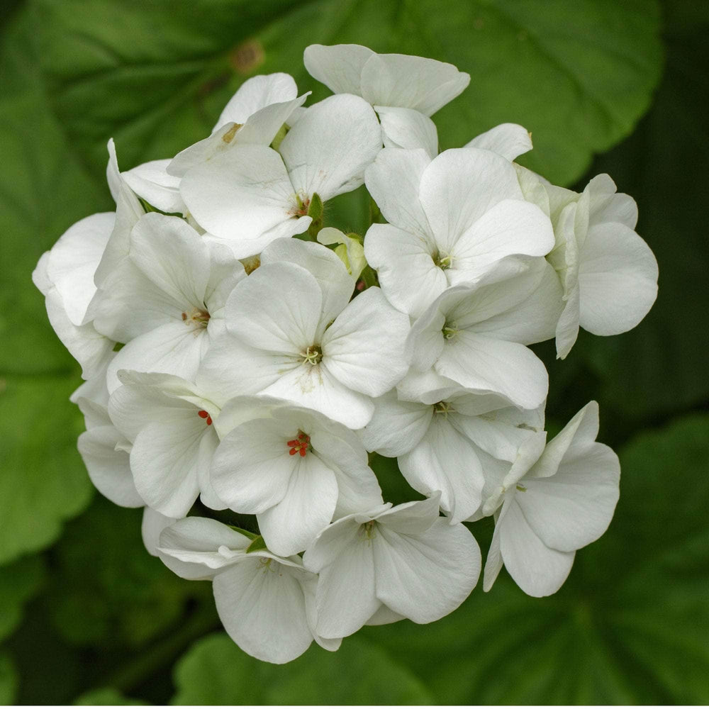 AcquaGarden Outdoor Plants Geranium 'White'