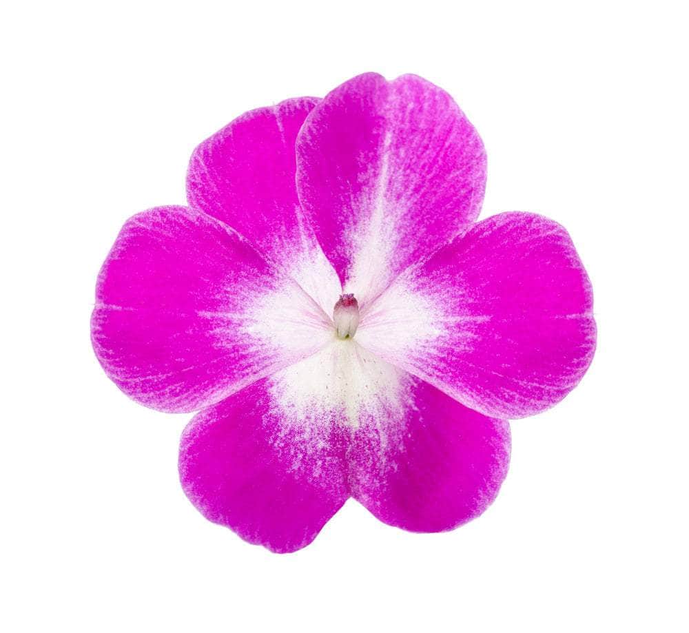 AcquaGarden Outdoor Plants Impatiens 'Dezire Select Mix'