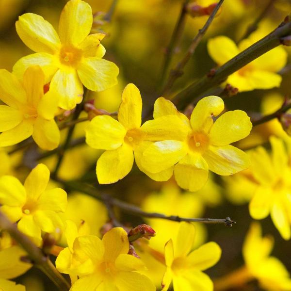 AcquaGarden Outdoor Plants Jasminum Nudiflorum