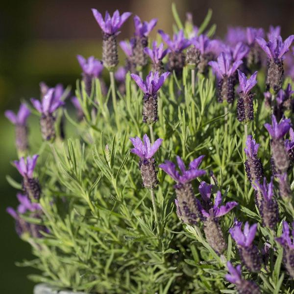 AcquaGarden Outdoor Plants Lavender 'Fathead'