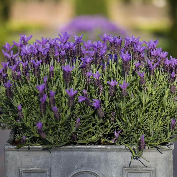 AcquaGarden Outdoor Plants Lavender 'Fathead'