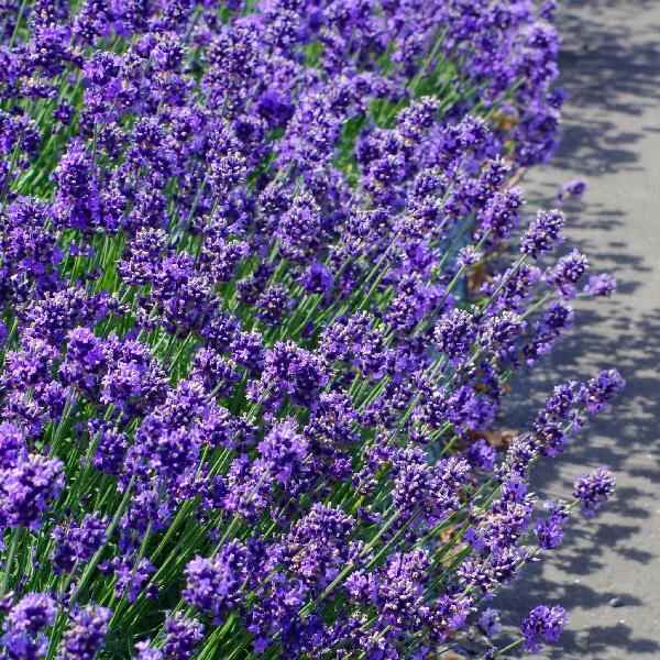 AcquaGarden Outdoor Plants Lavender 'Hidcote'