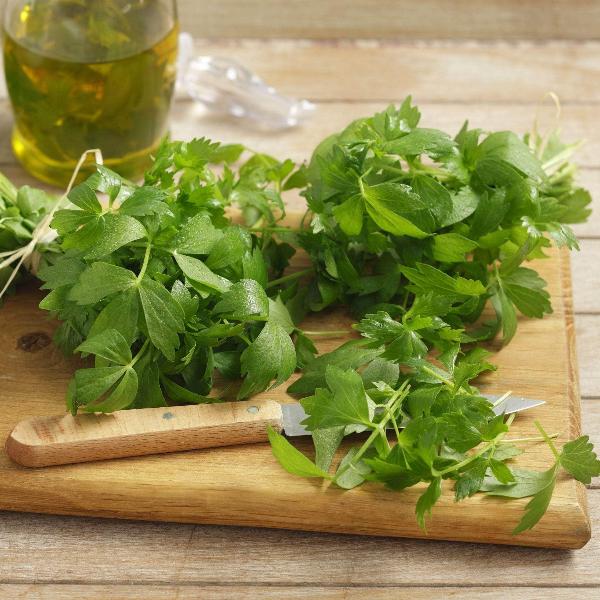 AcquaGarden Outdoor Plants Lovage