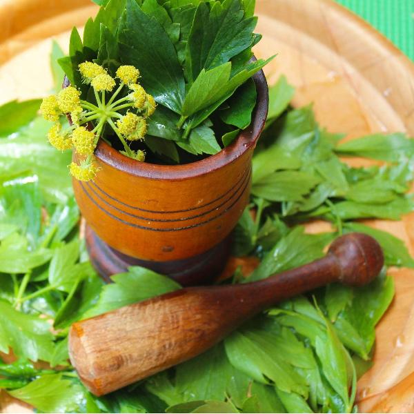 AcquaGarden Outdoor Plants Lovage