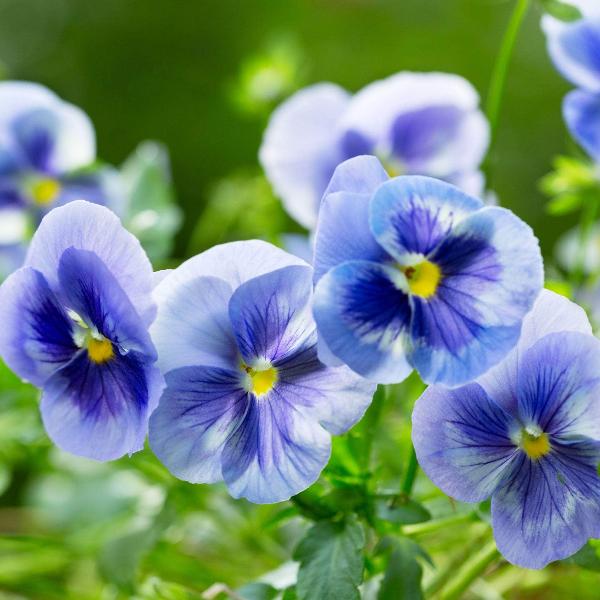 AcquaGarden Outdoor Plants Pansy 'All The Blues' Mix