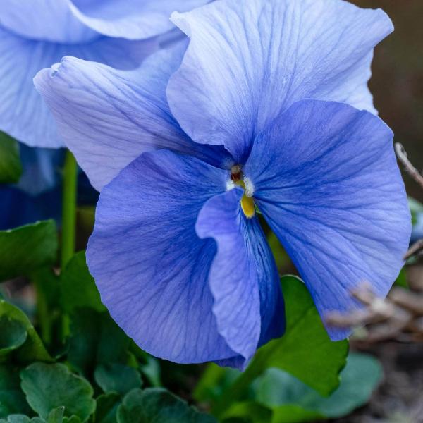 AcquaGarden Outdoor Plants Pansy 'All The Blues' Mix