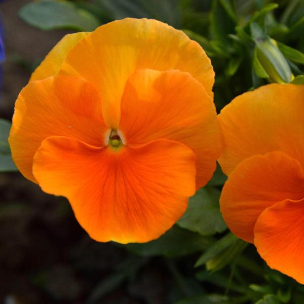 AcquaGarden Outdoor Plants Pansy 'Deep Orange'