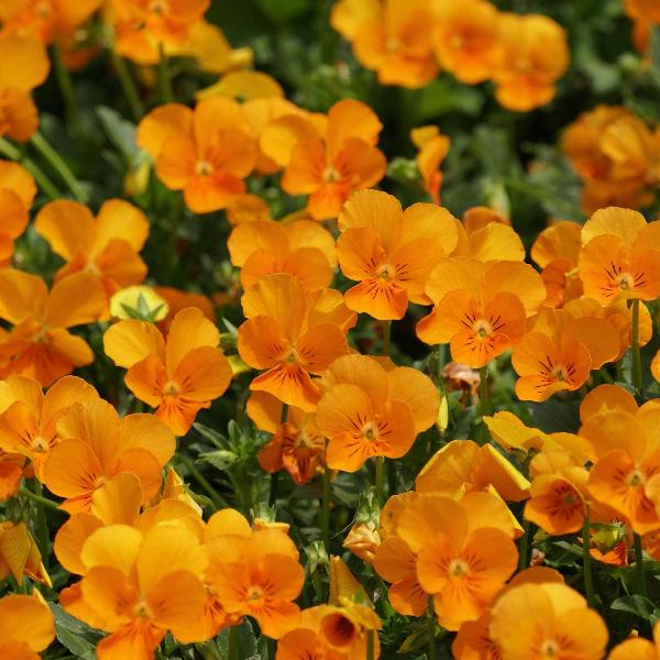 AcquaGarden Outdoor Plants Pansy 'Deep Orange'